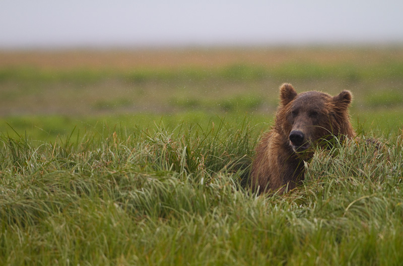 Grizzly Bear In Sedge